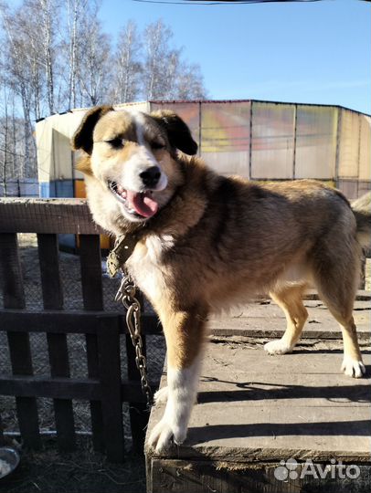 Собака в добрые руки отдам бесплатно