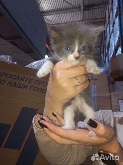 Котята в добрые руки бесплатно