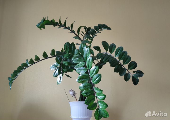 Замиокулькас