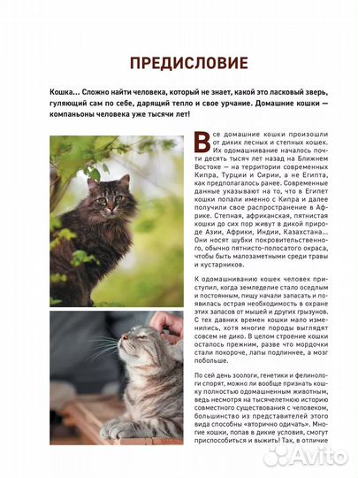 Книга про кошек