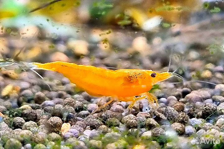 Аквариумные Креветки:Амано,Желтые,Оранж,и вишни