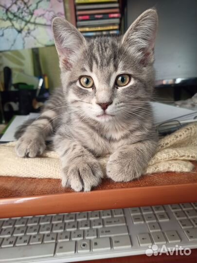 Подарите себе пушистый комочек счастья