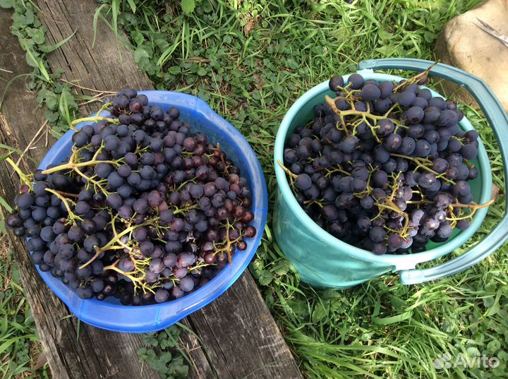 Виноград чёрный для открытого грунта в мо