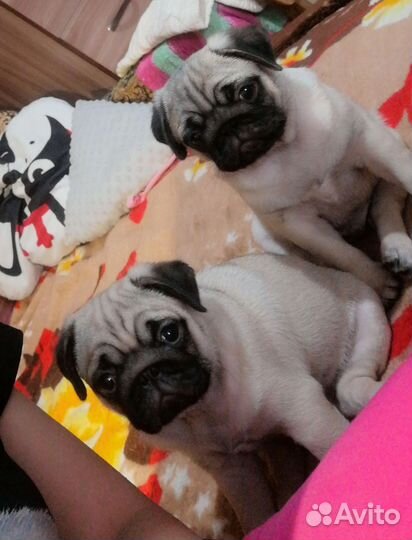 Щенки мопса