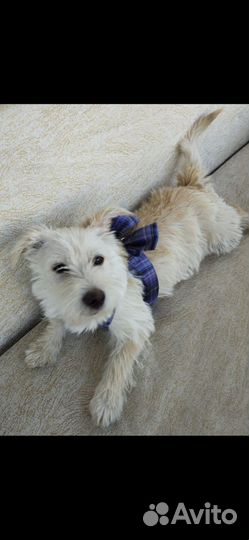 Щенок девочка в добрые руки