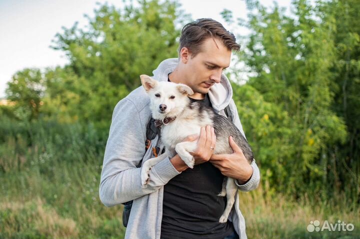 Собака маленькая из приюта в добрые руки