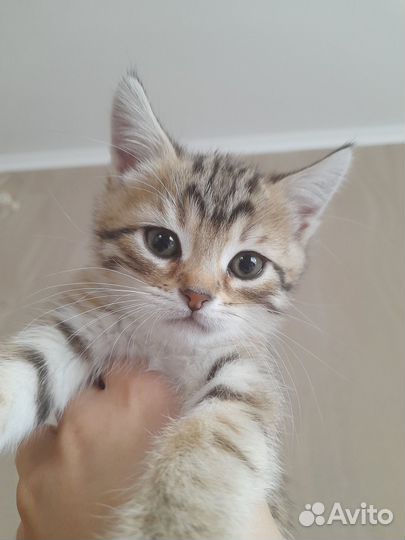 Отдам котят бесплатно.Сами кушают.Серый-девочка