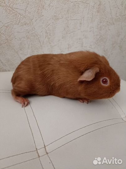 Морская свинка девочка 1.5 панда американский селф