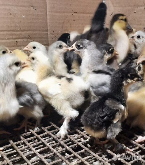 Цыплята Кохинхин