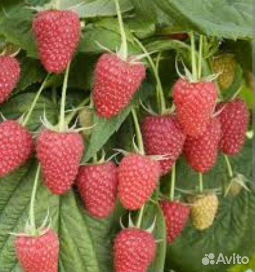 Ремонтантная малина полька