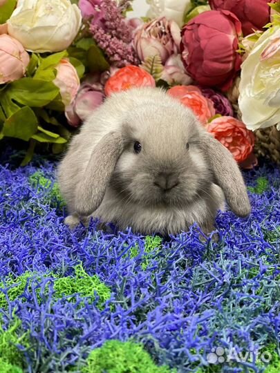 Декоративные кролики релакс