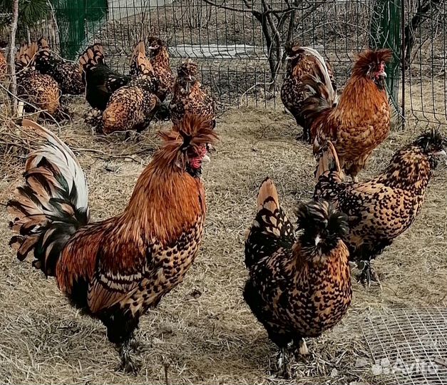 Павловские куры, цыплята, петушки