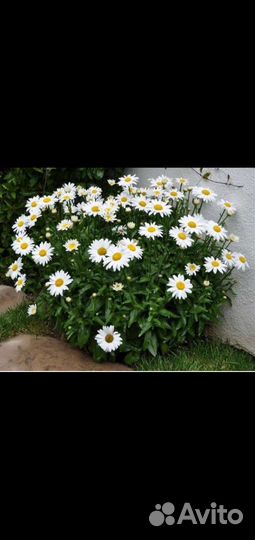 Ромашка, примула, фалярис,хоста