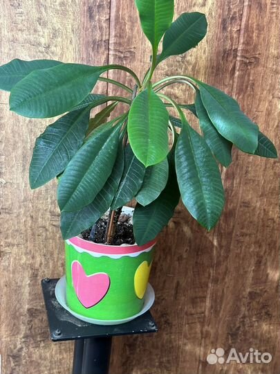 Продам цветы комнатные