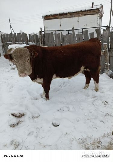 Быки на мясо