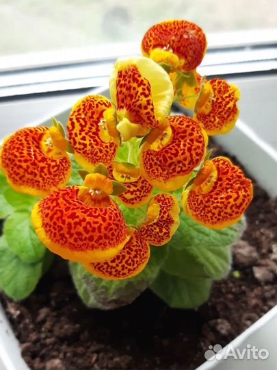 Комнатное растение. Кальцеолярия