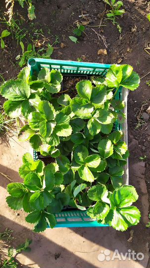 Саженцы клубники