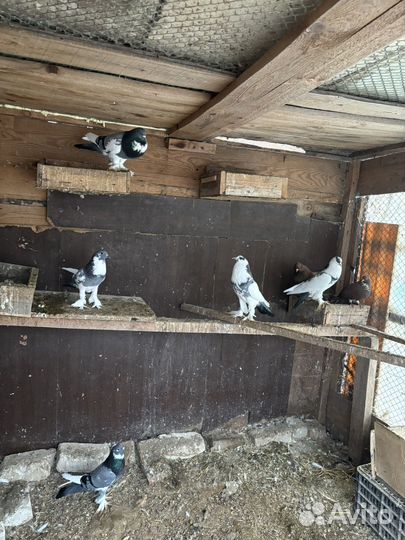 Продажа голубей