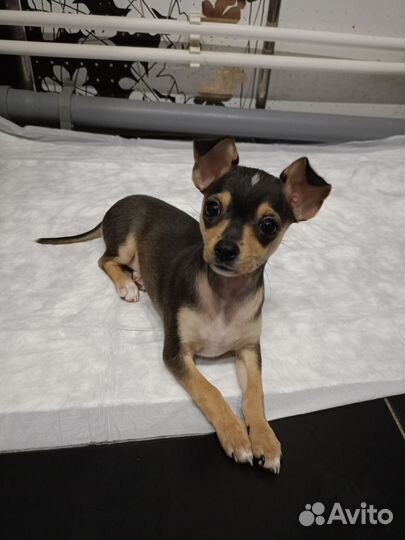 Мини той-терьер щенки