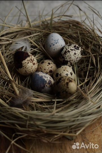 Яйца перепелиные, мясо