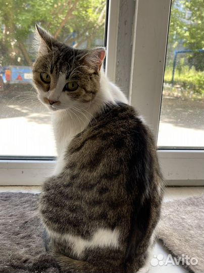 Кошка стерилизованая в добрые руки