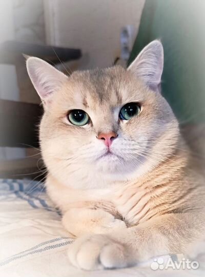 Кот на вязку