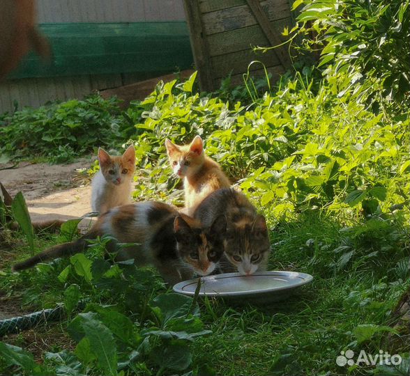 Котята в добрые руки