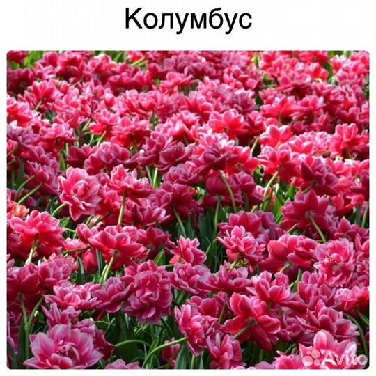 Пионовидные тюльпаны-микс