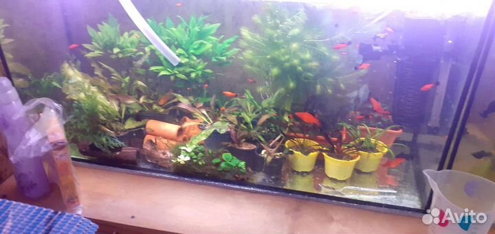 Растения для аквариума