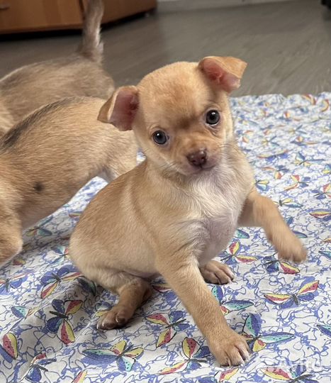 Чихуахуа мини девочка