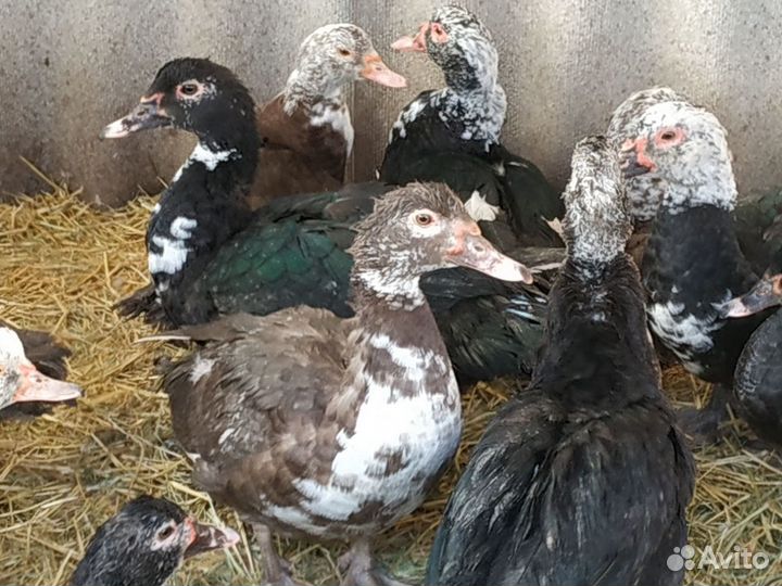 Утки шипуны