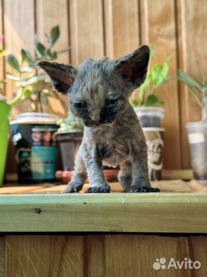 Котята девон-рекс