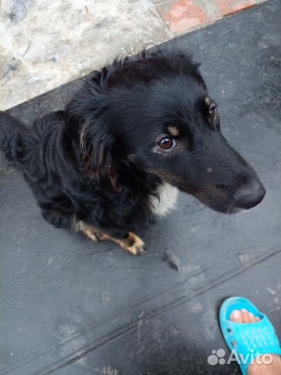 Красотка ищет семью