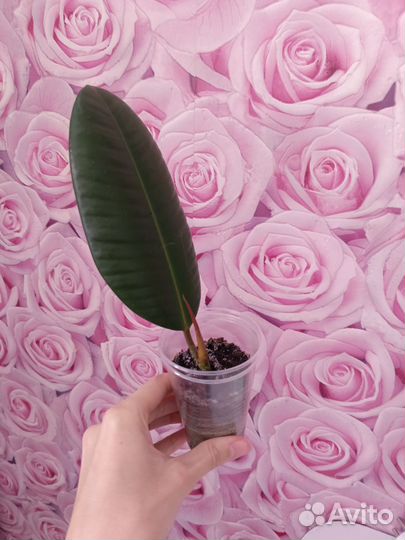 Фикус каучуконосный