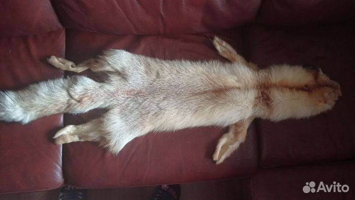 Лисья шкура