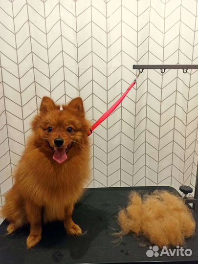 Услуги грумера для собак до 7кг