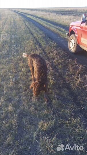 Охотничья собака