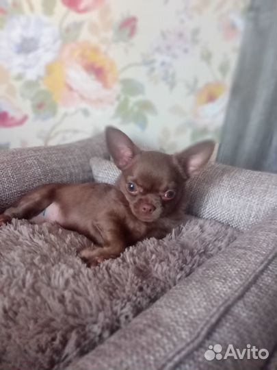 Щенки чихуахуа мини мальчик