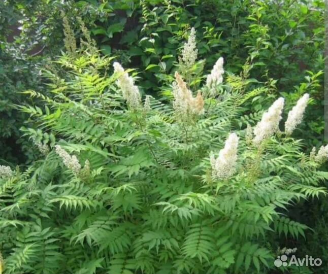 Саженцы розы, магонии, божьего дерева
