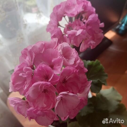 Укорененные черенки сортовой герани