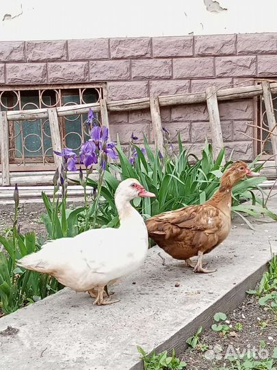 Семьи мускусных уток индоутки