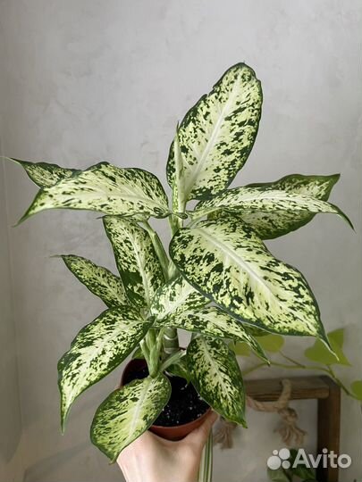 Алокпзия, аглаонема, диффенбахия