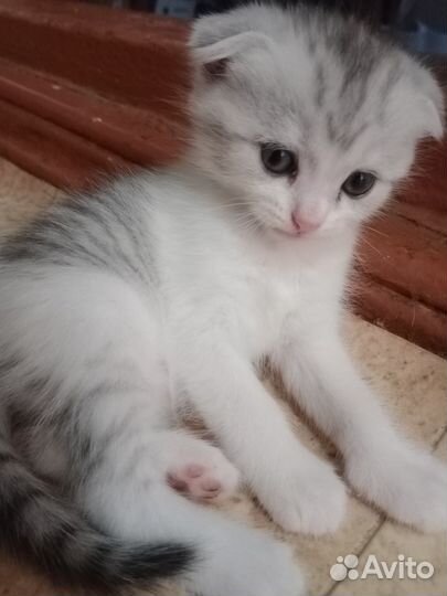 Котик вислоухий