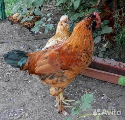 Павловские золотистые молодые петухи