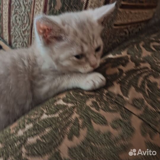 Манчкин-Кинкалоу