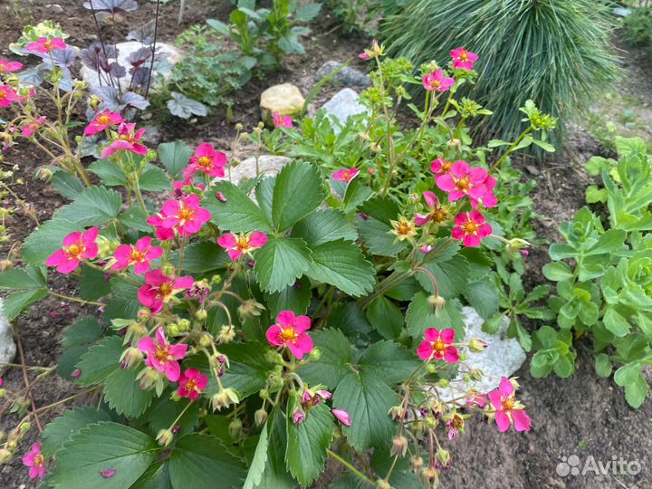 Ампельная земляника липстик