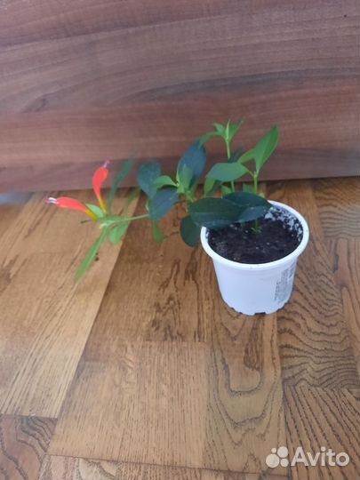 Комнатные растения