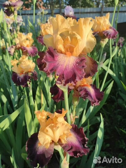 Ирисы бородатые