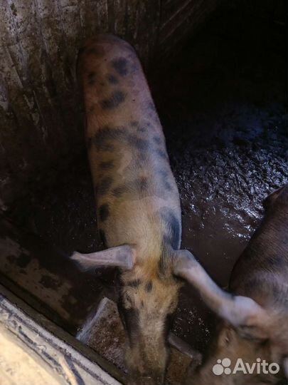 Свиньи живым весом