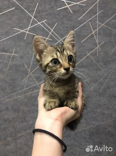Отдам котят в добрые руки